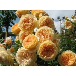 Crown Princess Margareta / Крон Принцесс Маргарет